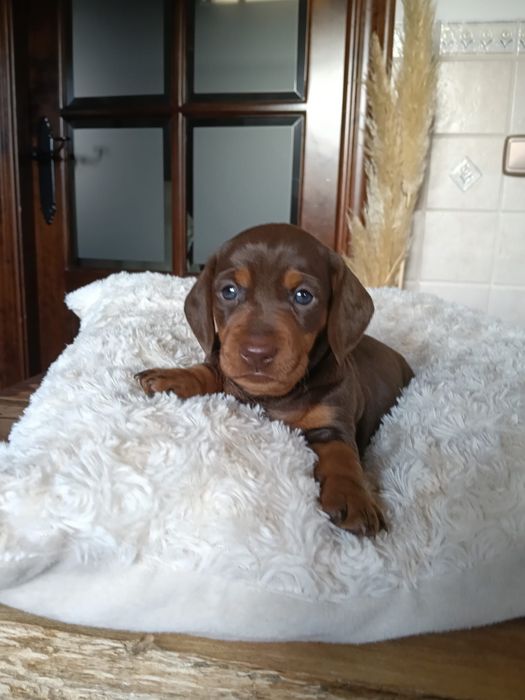 Teckel chocolate femea