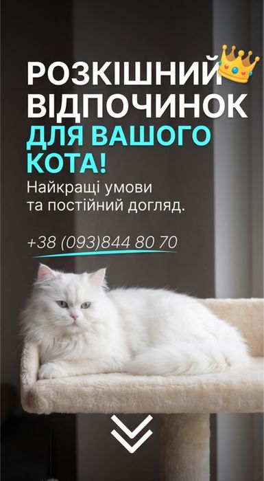 Готель для котусиків «Чешир»