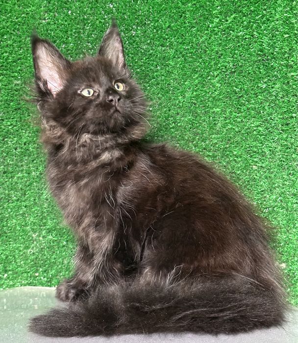 Мальчик мейн кун, черный