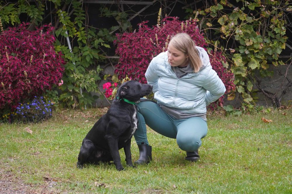 Dorek - śliczny pies w typie labrador