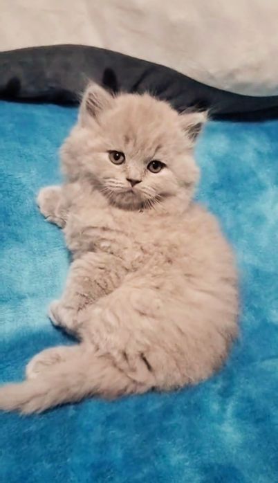 Macho British Longhair lilac