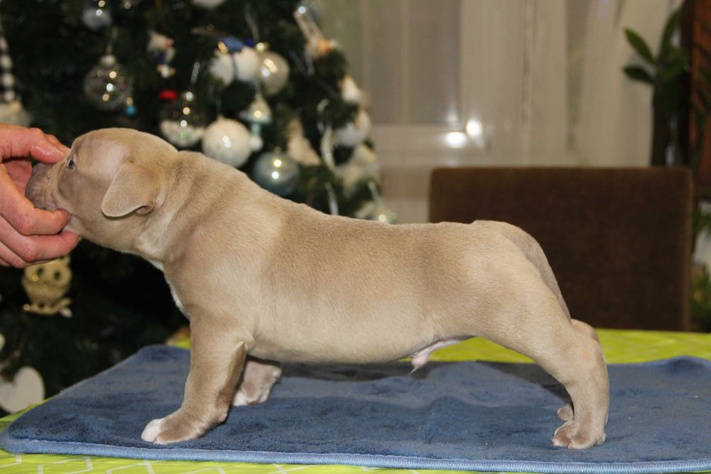 American bully pocket