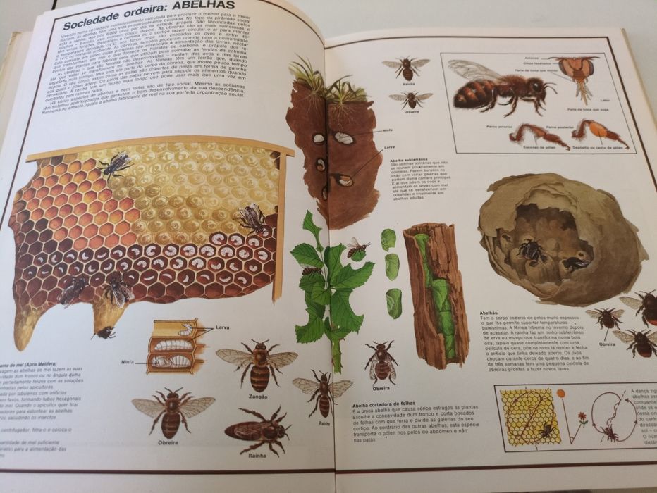 Maravilhas da Natureza de David Sharp