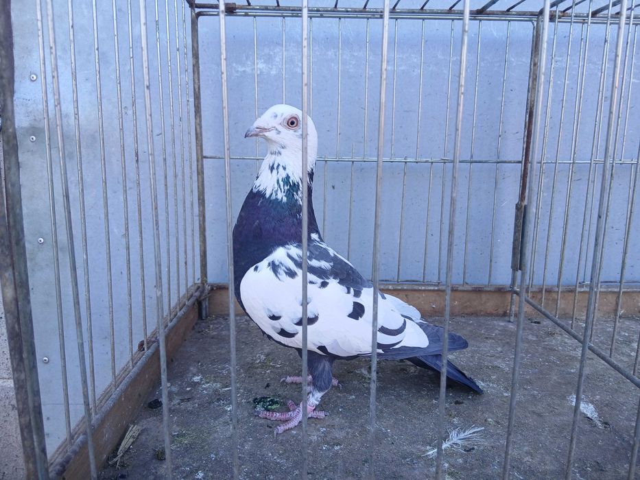 Mulemans tygrys czarny samica 24r. mulemansy tygrysy