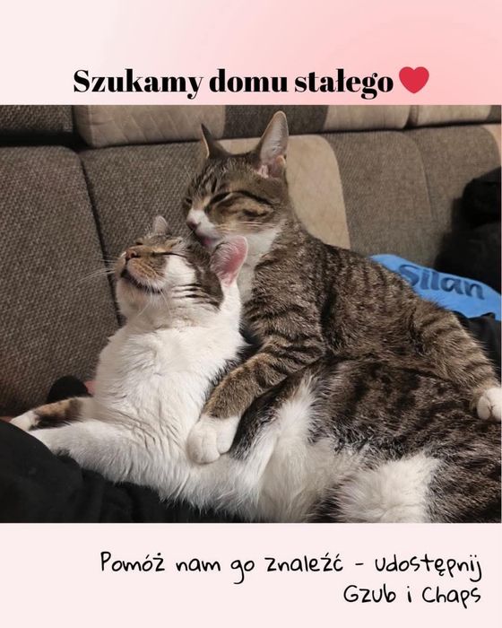 Pokotaj Gzuba i Chapsa - dwa młode kociaki do adopcji