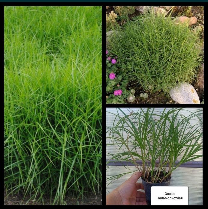 Кортадерия Розовая