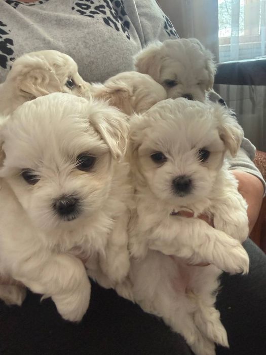 Продаються цуценятка мальтійської болонки