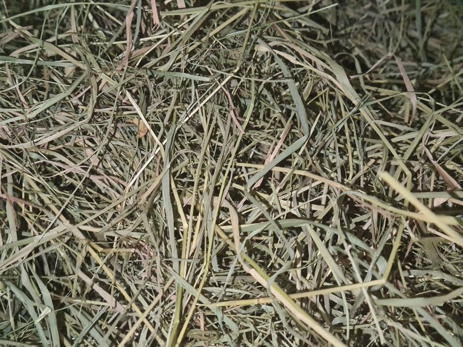 Сено для Шиншилл и других Грызунов!