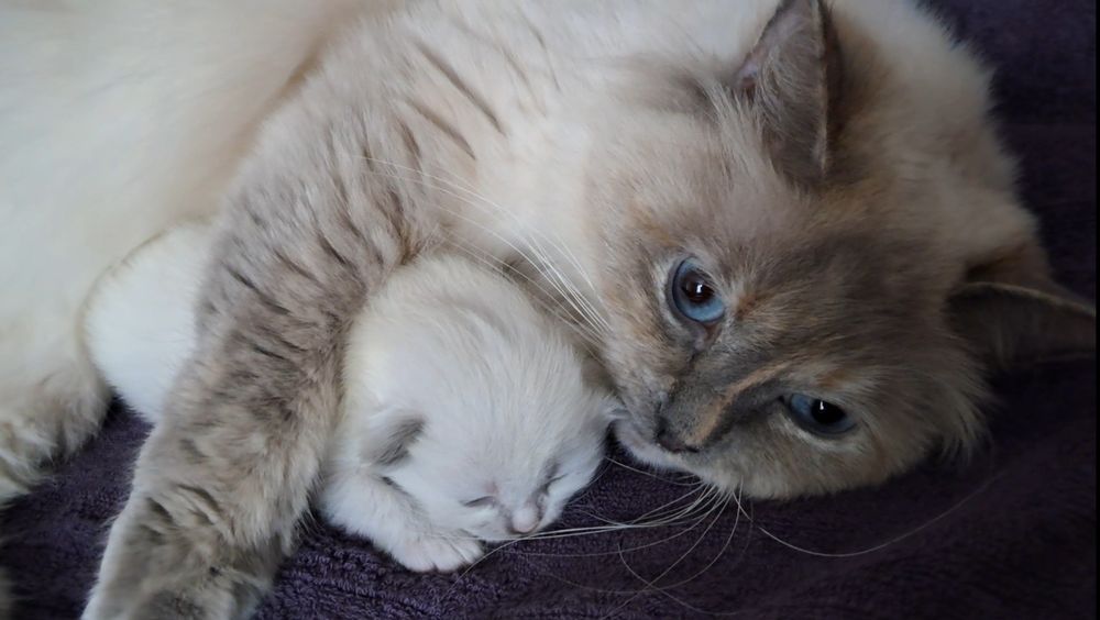 Кошеня невська маскарадна . Попереднє бронювання