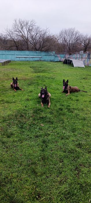 Дресирування собак Кропивницький