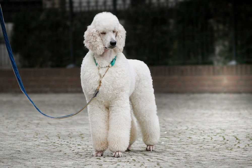 Pudel królewski FCI ZKWP **szczenięta**