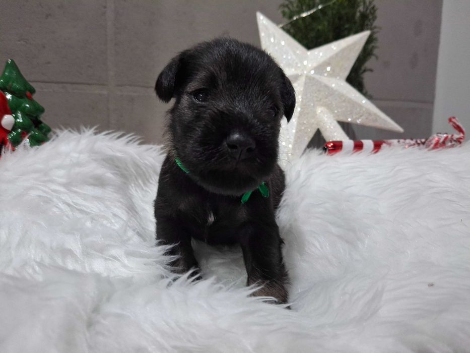 Sznaucer miniaturowy pieprz i sòl