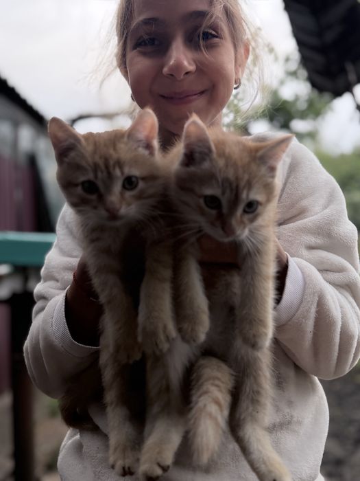 Котики бесплатно
