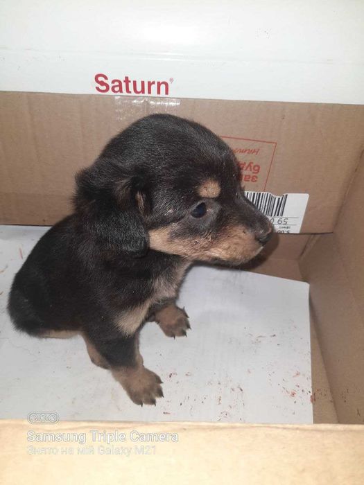 песик шукає дім!