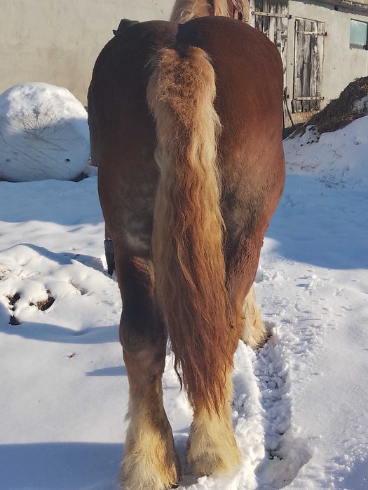 Sprzedam lub zamienię