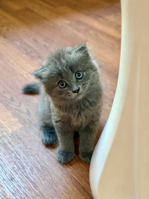 Котят британцы вислоухие