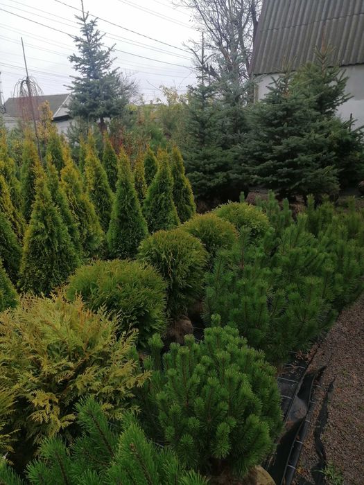 Ели, сосны, Смарагд, Спартан, Блю арроу, Стрикта, Коника,самшит.