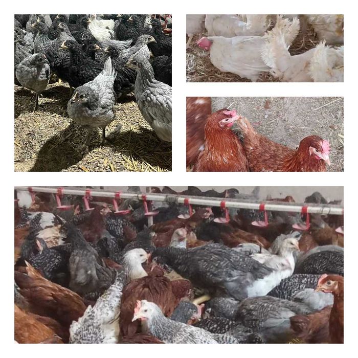 Продам кури несушки! Доставка безкоштовна. Срібне!