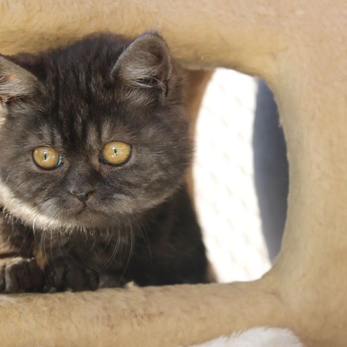 Британка шоколадна дівчинка