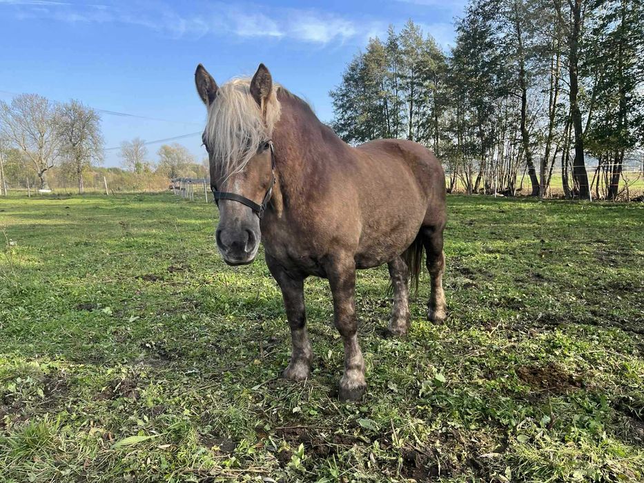 Aurelia do bezpłatnej adopcji