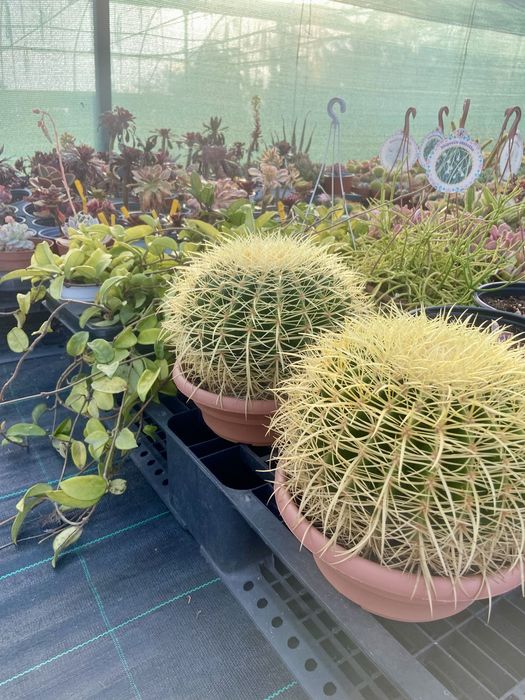 Lote de cerca de 5.000 cactos suculentas – ideal para revenda