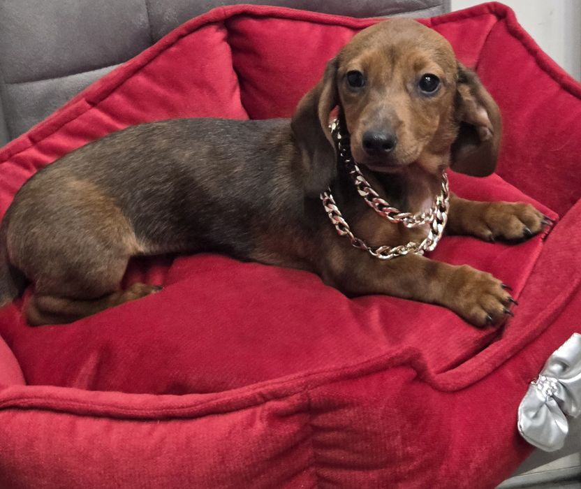 Po matce kroliczej malutka jamniczka merle