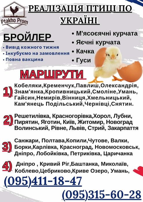 Курчата Бройлери КОББ -500; РОС-308