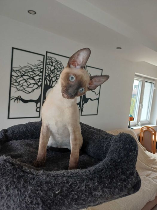CORNISH REX Dostępny kocurek o imieniu DANNY Hodowla: MatiMalwa*PL