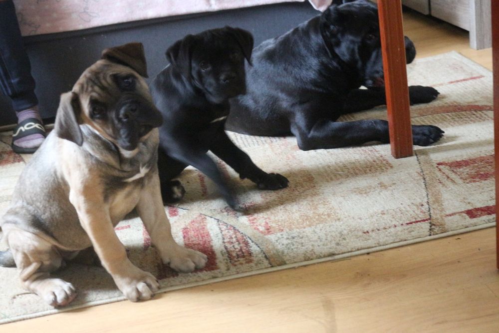 Cane Corso Płowa sunia
