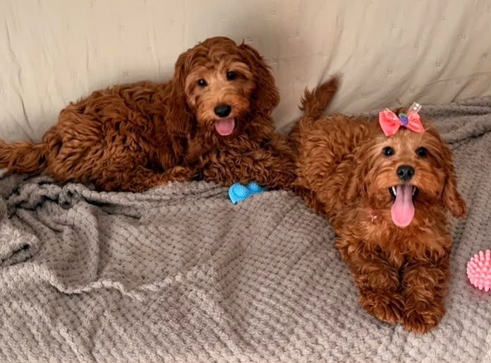 Cockapoo (Cocker Spaniel/ Pudel)