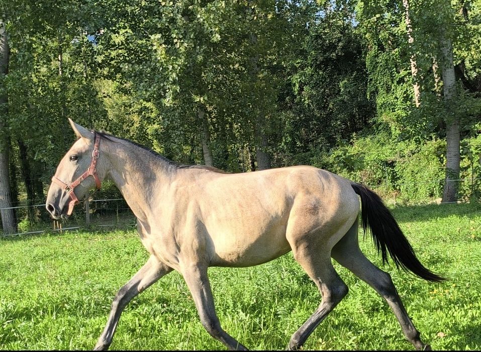 POLDRA LUSITANA 1 ano e 8 meses