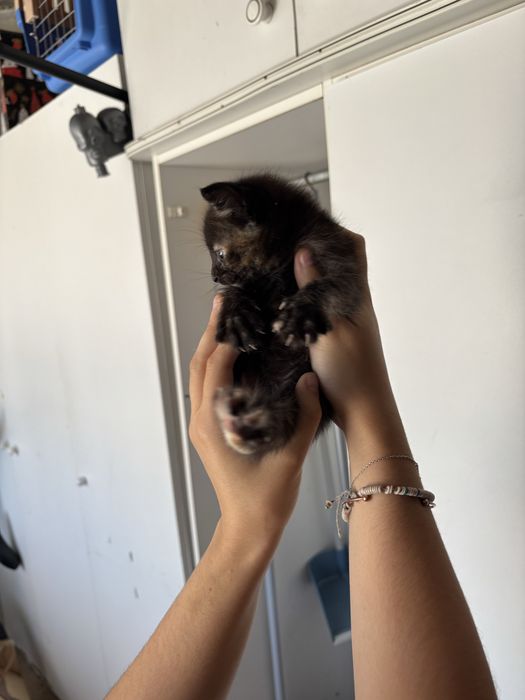 Gatinhos bebes adoção