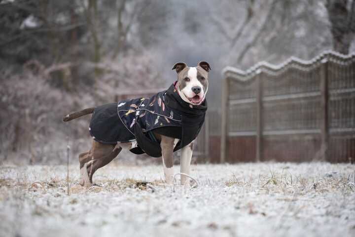 Pies Nr 32/25 LIMO PsiKot Schronisko Chorzów TOZ