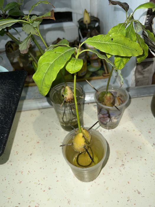 Авокадо ( проросшее)