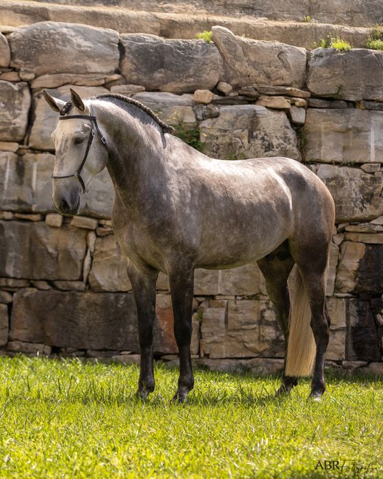 Lusitano by rubi AR