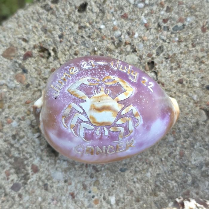 Zestaw muszle z oceanu Murex Tutufa bubo Bursidae Rak zodiak Abalone