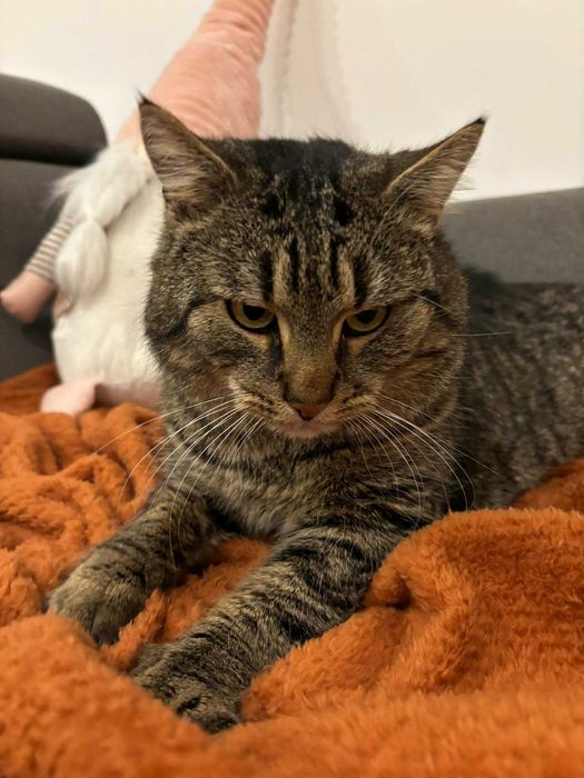 Boczek  - dwuletni przytulas poleca się do adopcji.