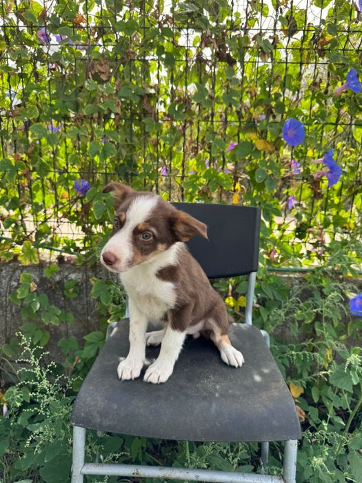 Menina Border Collie Chocolate Tricolor