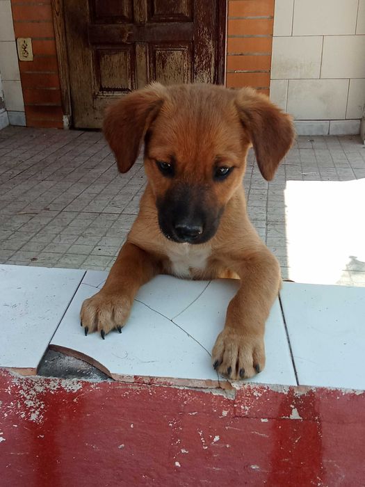Cachorros pra adoção