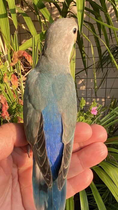 Agapornis domesticado