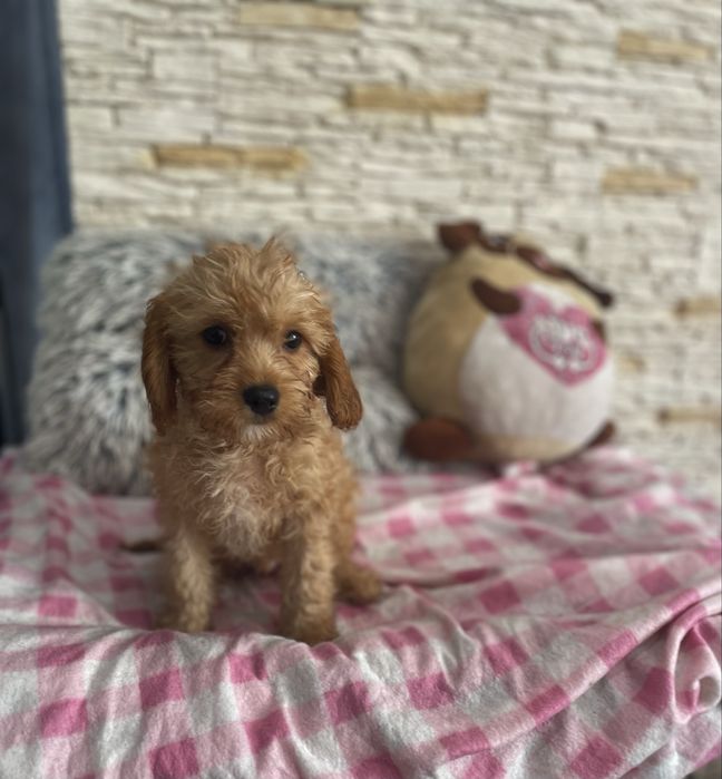 Pudel cavalier samiec cavapoo