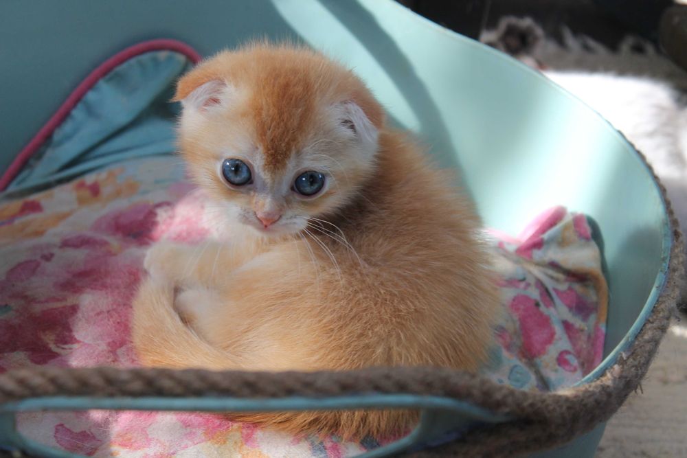 Шотландський фолд з яскравим відтінком золота