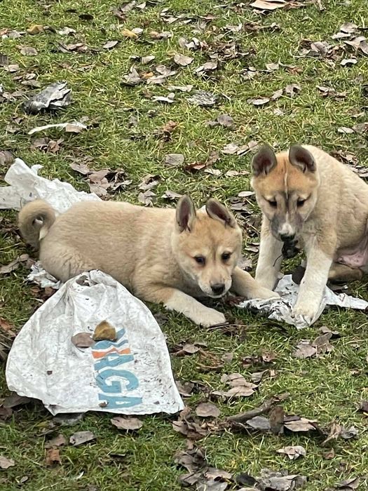 Łajka zachodniosyberyjska szczeniak