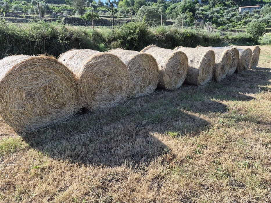 Rolos de palha azevem