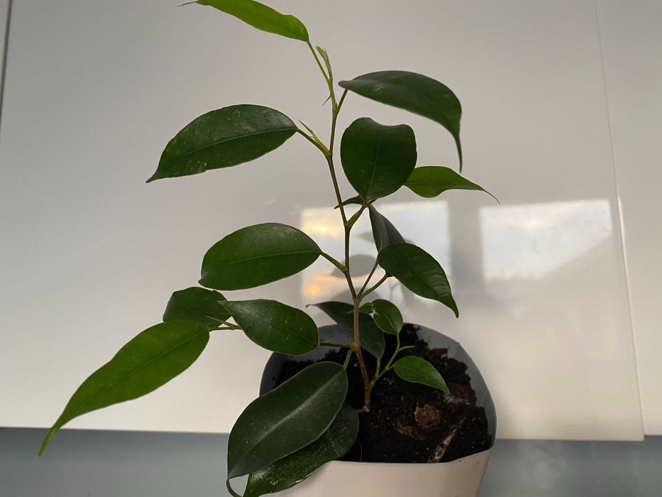 Fikus (Ficus, Figowiec) Benjamina — Daniel 20 cm