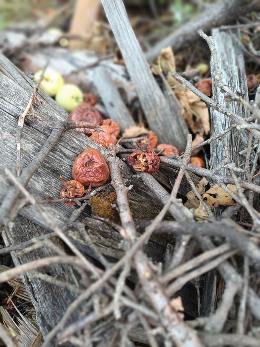 "Afrykański" chutney z jabłek Papierówek 200 ml