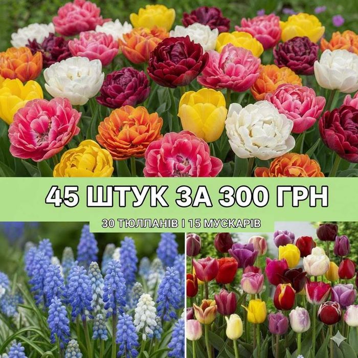 Набір квітів 45 цибулин 30 тюльпанів + 10 мускарів