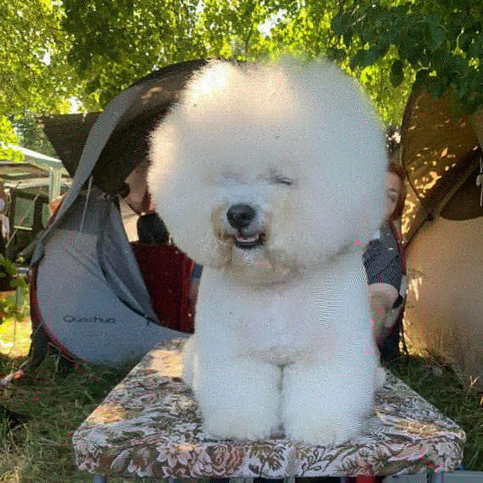 в'язка бішон-фрізе