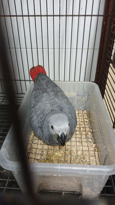 Casais reprodutores de cinzentos congo