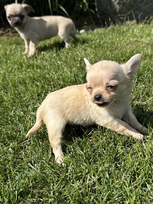 Długowłosy piesek chihuahua xxs
